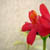:iconray-of-amy: