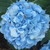 :iconray789910: