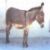 Raydog :iconraydog: