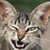:iconrayfevermind: