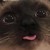 :iconraygirlshay40: