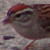 :iconraynboarayndrops: