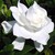 :iconrayventhesnowrose: