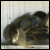 :iconrazgriz-six: