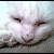 :iconrazi09: