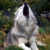 :iconrazi2wolf: