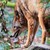 :iconrazian-divji:
