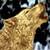 :iconrazielwerewolffan: