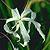 :iconrazorcrinum: