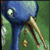 :iconrazzen: