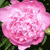 :iconrbeadhead: