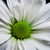 :iconrcbproductions: