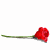 :iconrdhotdaisy: