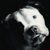 :iconrdorman: