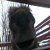 :iconre-animatorian:
