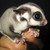realfoxer :iconrealfoxer: