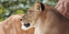 :iconrealistic-animals: