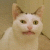 :iconreallyawesomecat: