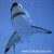 :iconrealshark2plz: