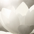 RebornLotus :iconrebornlotus: