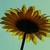 :iconrecycled-phrases: