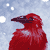 :iconred-crow: