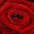 :iconred-food-colouring:
