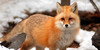 :iconred-fox-artists: