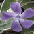 :iconred-insigna: