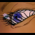 :iconred-kawangi: