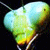 :iconred-mantis: