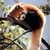 :iconred-panda-photograpy: