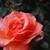 :iconred-rose22: