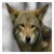 :iconred-wolf5652: