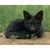 :iconredalexandrite: