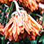 :iconRedBlackThorn: