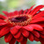 :iconredbloom45: