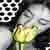 :iconredcarolaina:
