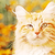 :iconredcherry33: