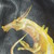 :iconreddrakien: