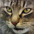:iconreddrawer: