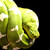 :iconredfangreptiles: