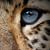 :iconredfangwolf: