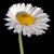 :iconredfisheye: