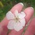 :iconredflower96: