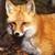 :iconredfox234: