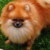 :iconredfoxcgirl: