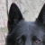 :iconredfoxonstilts: