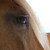 :iconredlobeliastock: