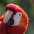 :iconredmacaw: